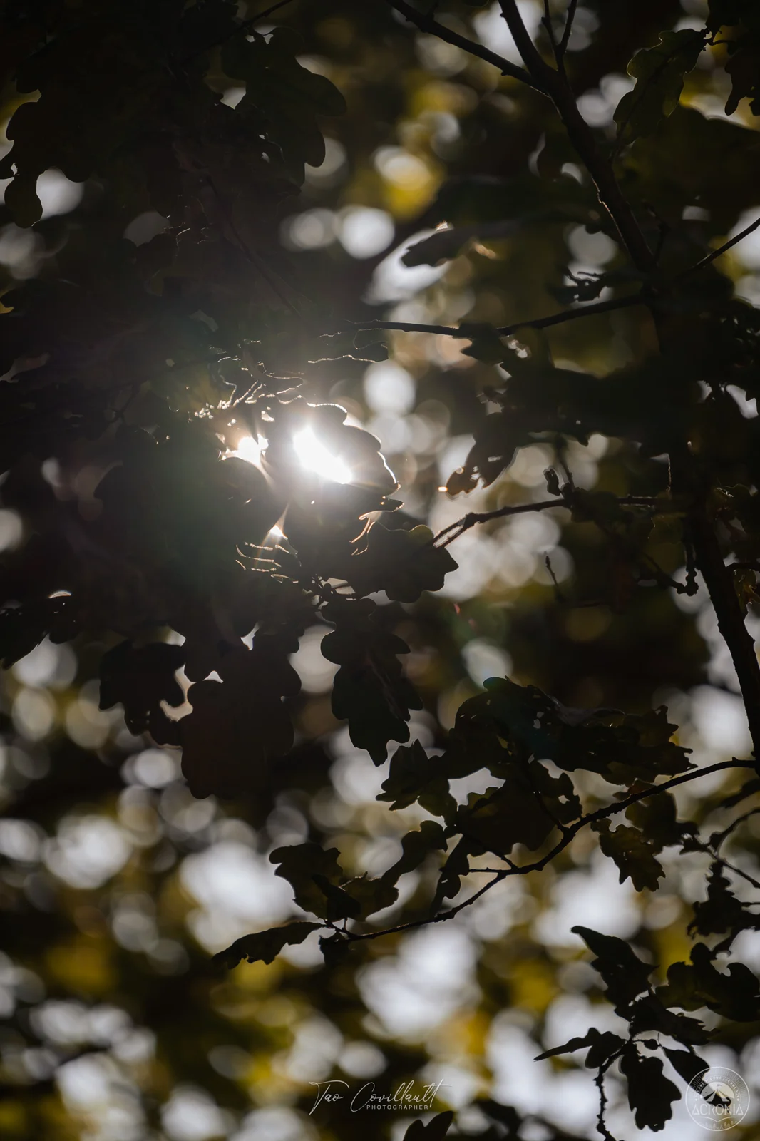 Acronia Festival 2023 — event photograph 166