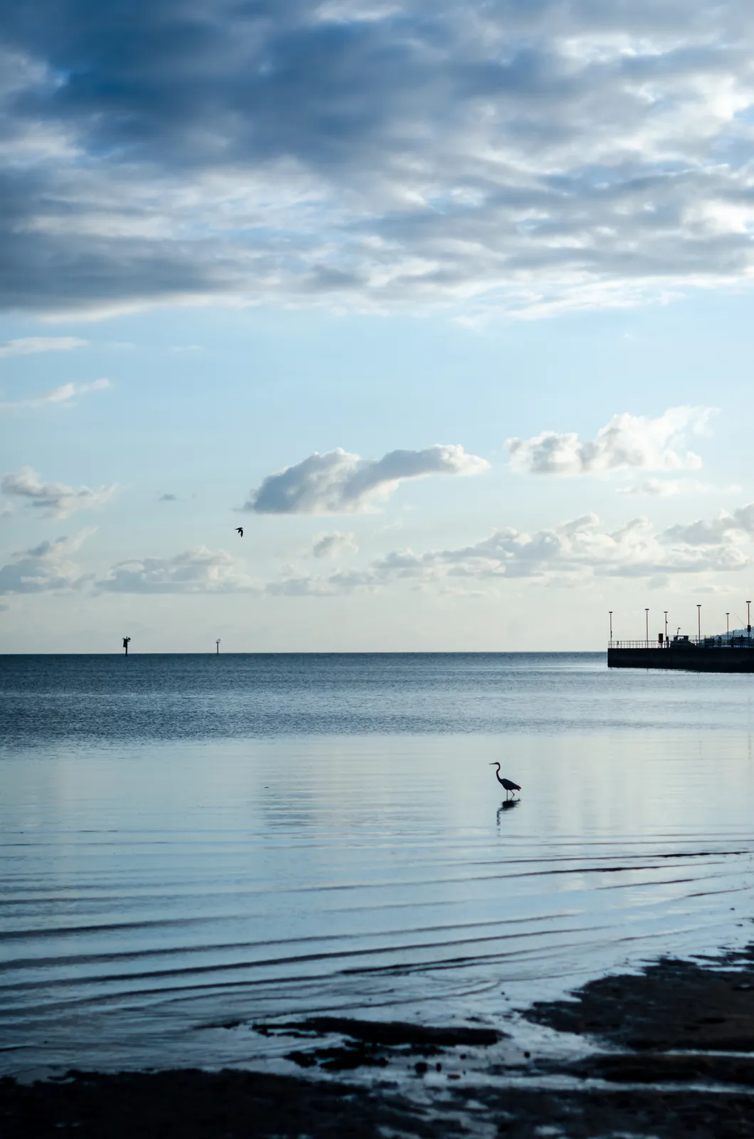 Wading bird in a calm bay beneath scattered clouds