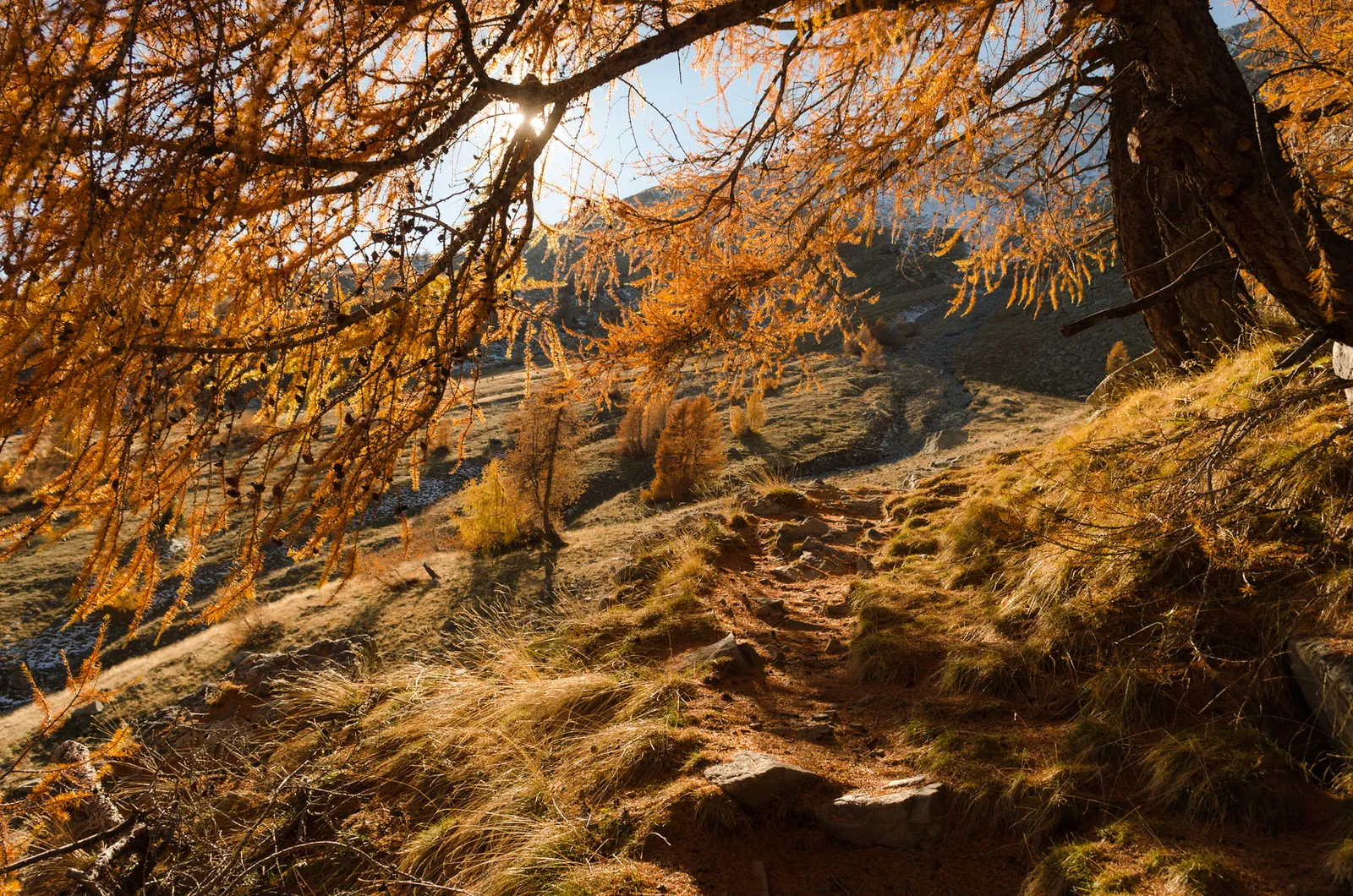 Golden leaves and sunlight along a woodland path