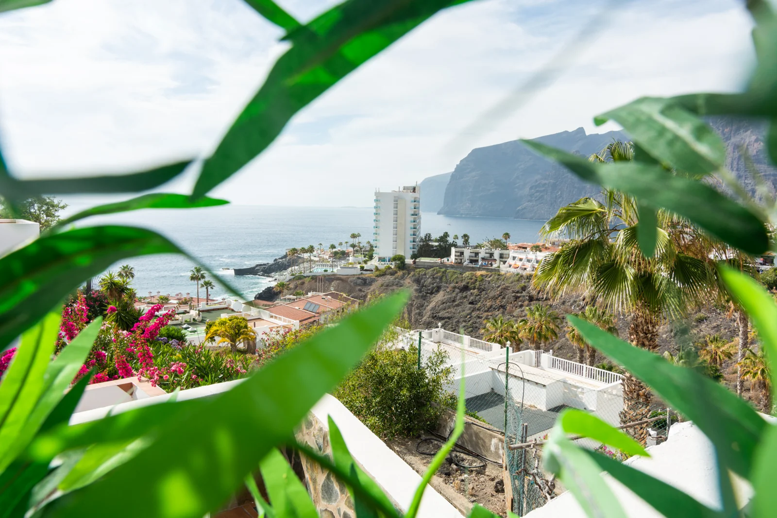 View toward the coast framed by green plants.
