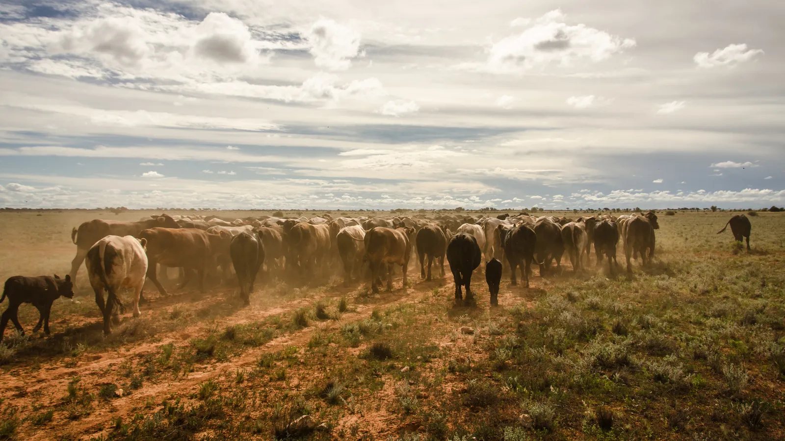 Cattle crossing a dusty field in evening light