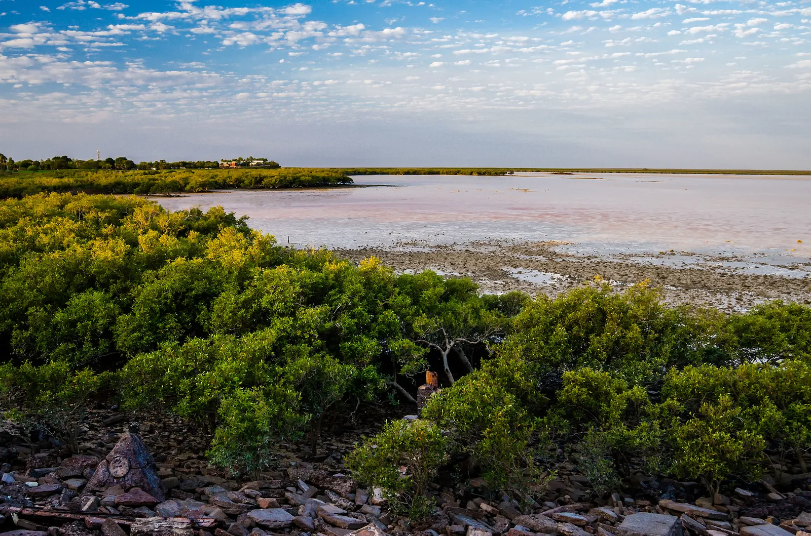 Mangroves lining a shallow coastal inlet