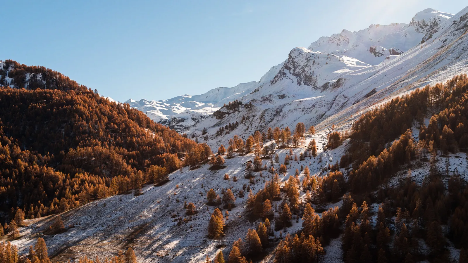 Snowy mountain slopes framed by golden autumn trees