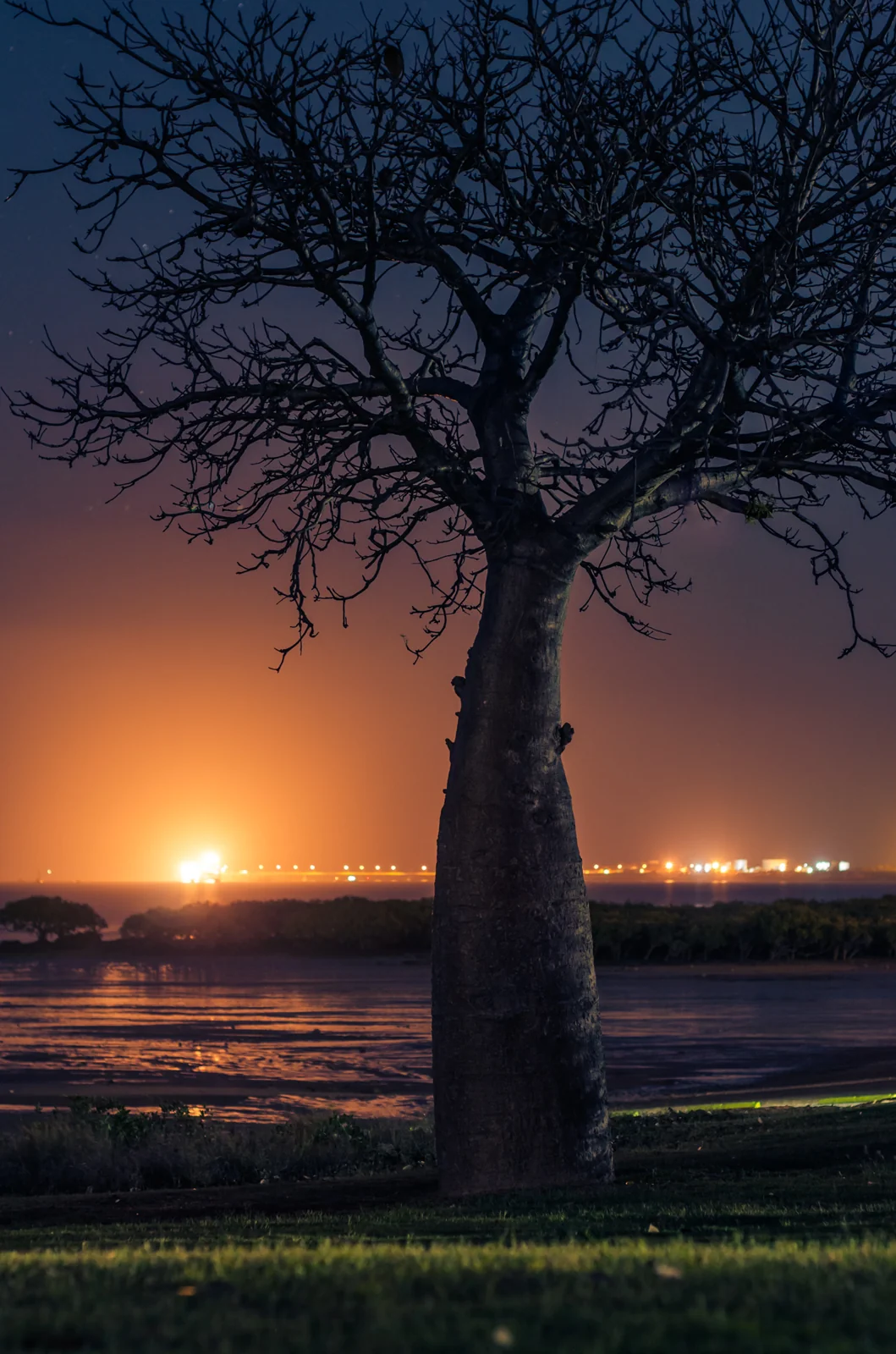 Bare tree silhouetted against a glowing night horizon