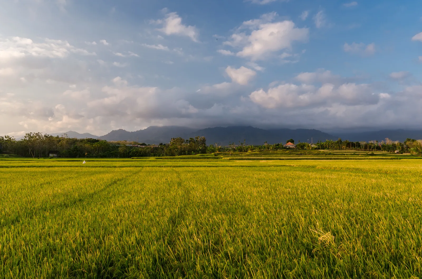 Golden rice field beneath clouds and distant mountains