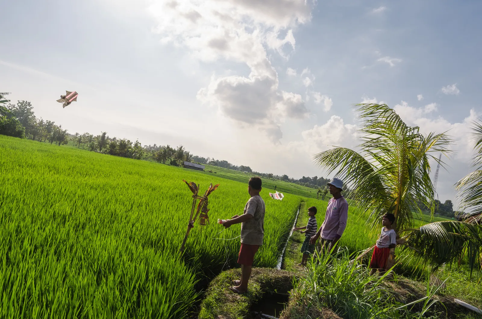 People walking along a path through green rice fields