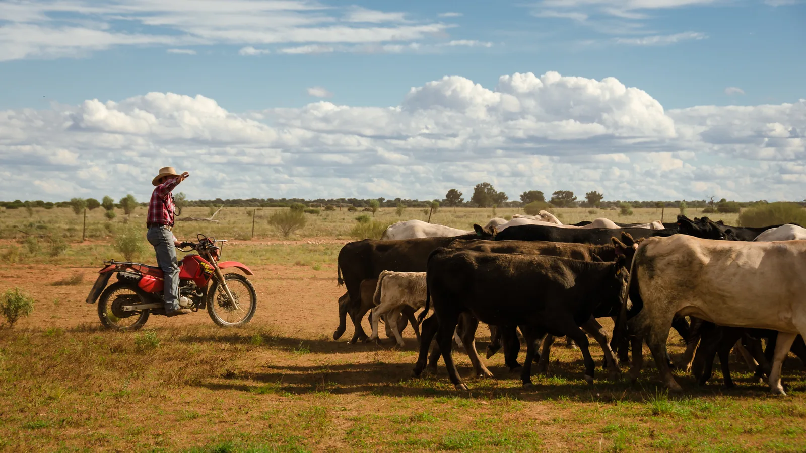 Stockman on a dirt bike moving beside a cattle herd.