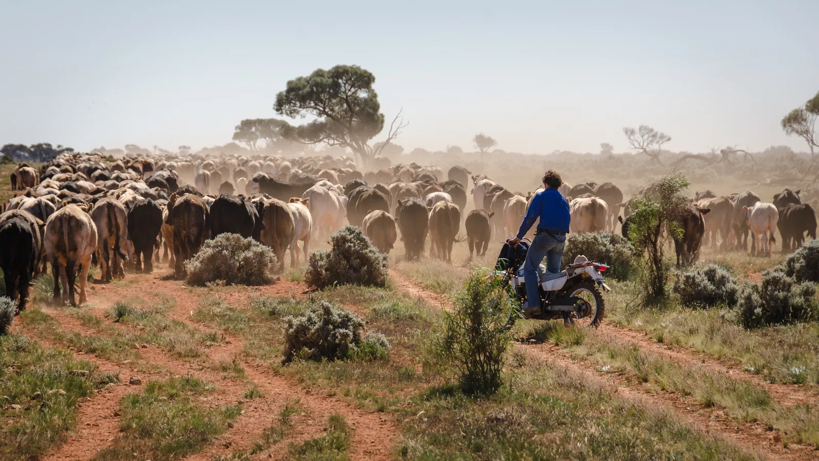 Motorcycle stockworker guiding a large herd through dust.