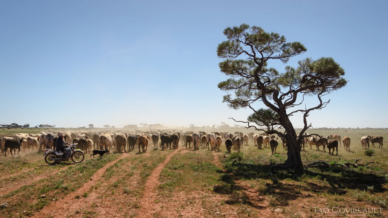 Cattle and a motorcycle passing a solitary tree.