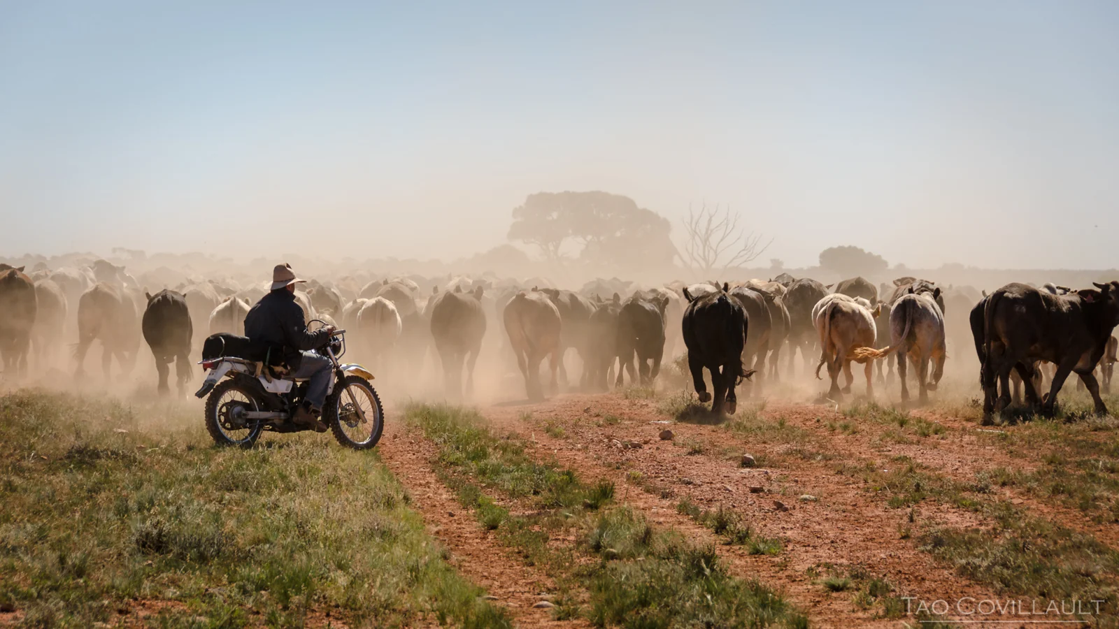 Stockworker riding through a dust cloud beside cattle.