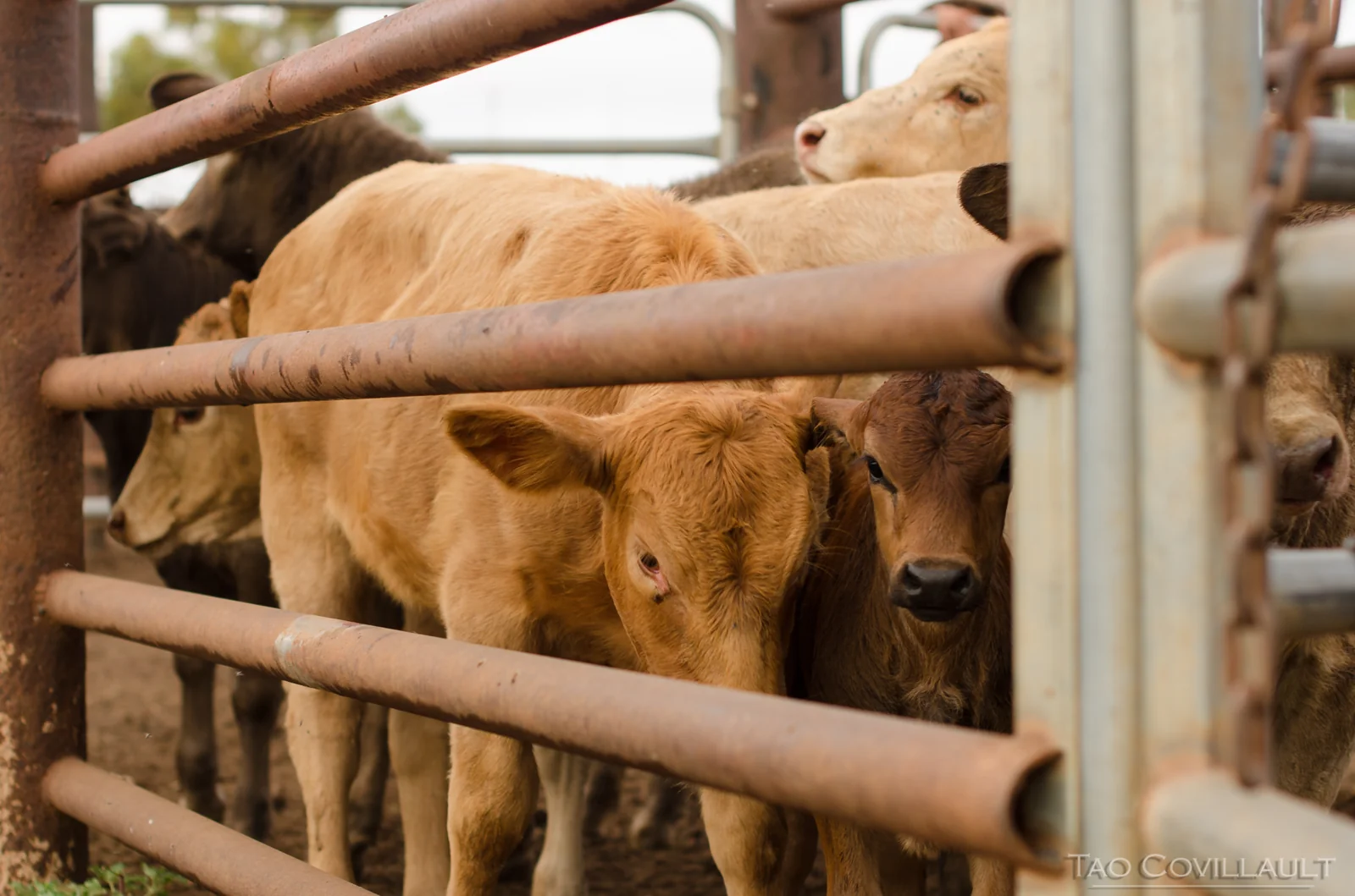 Cattle packed behind the rails of a holding pen.