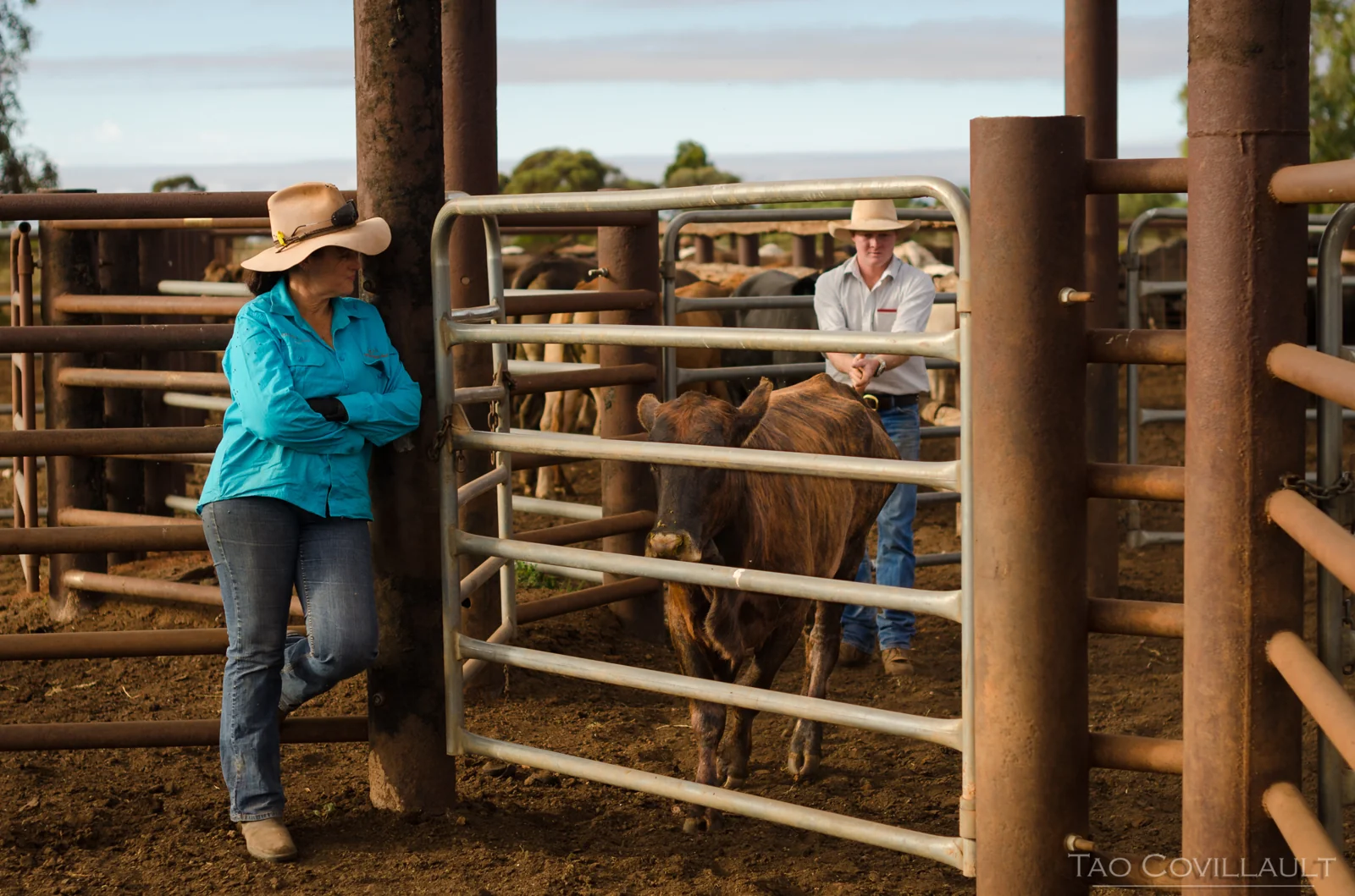 Two stockworkers handling a gate between cattle pens.