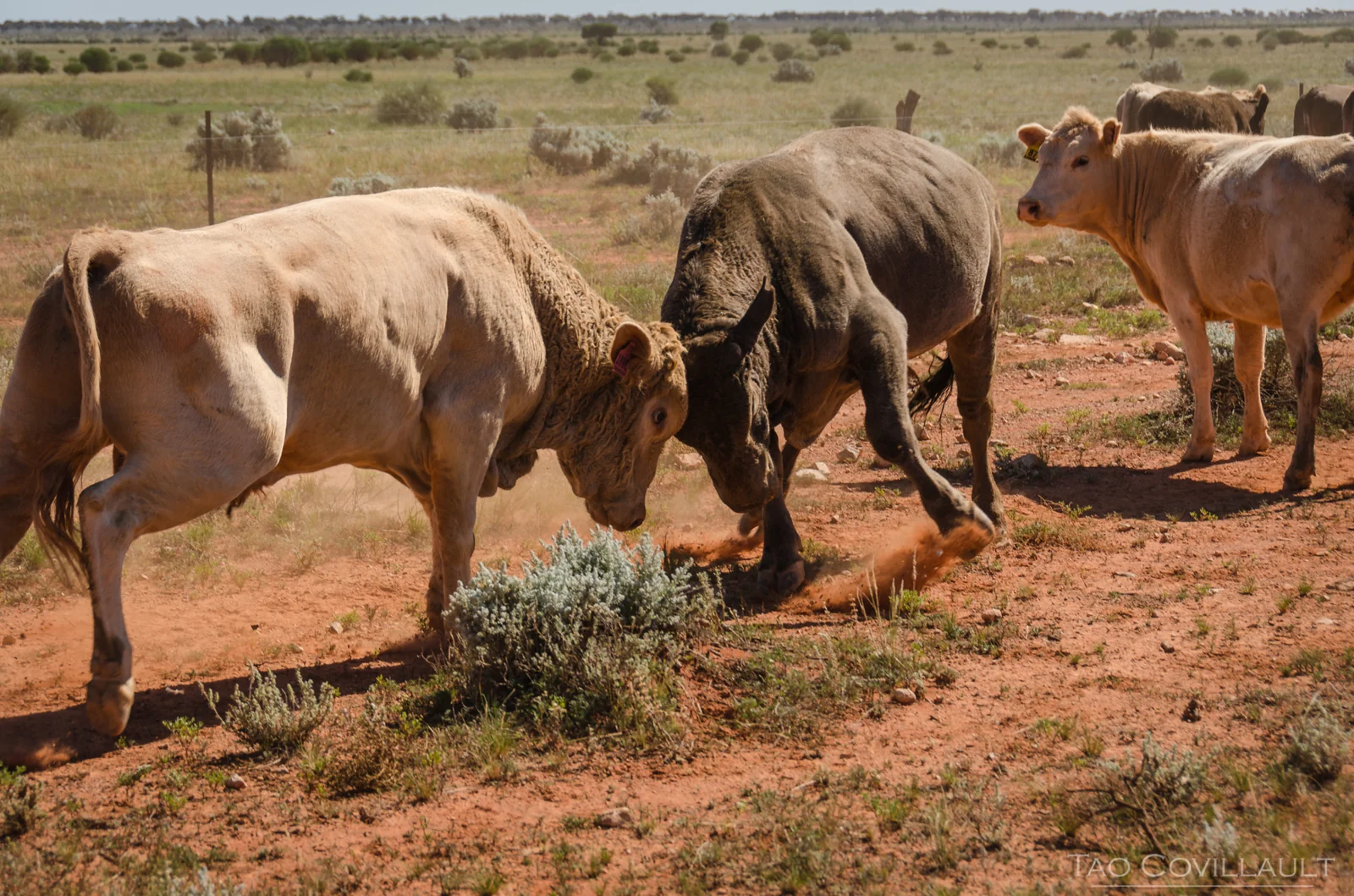 Two bulls pressing their heads together in a paddock.