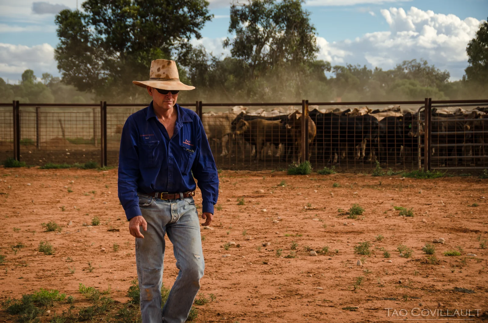 Stockman in a blue shirt walking in front of cattle pens.