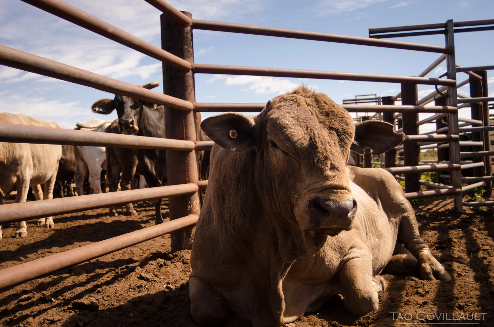 Cow looking through the rails of a cattle pen.