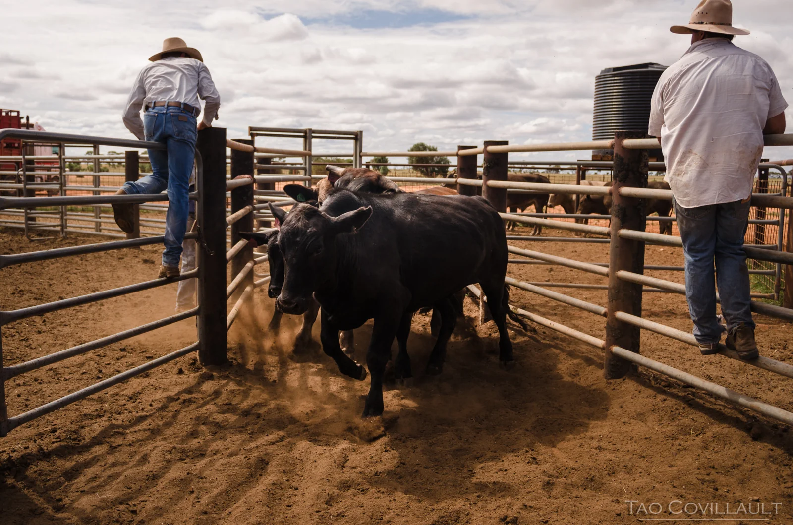 Stockmen perched on fences as cattle pass between them.