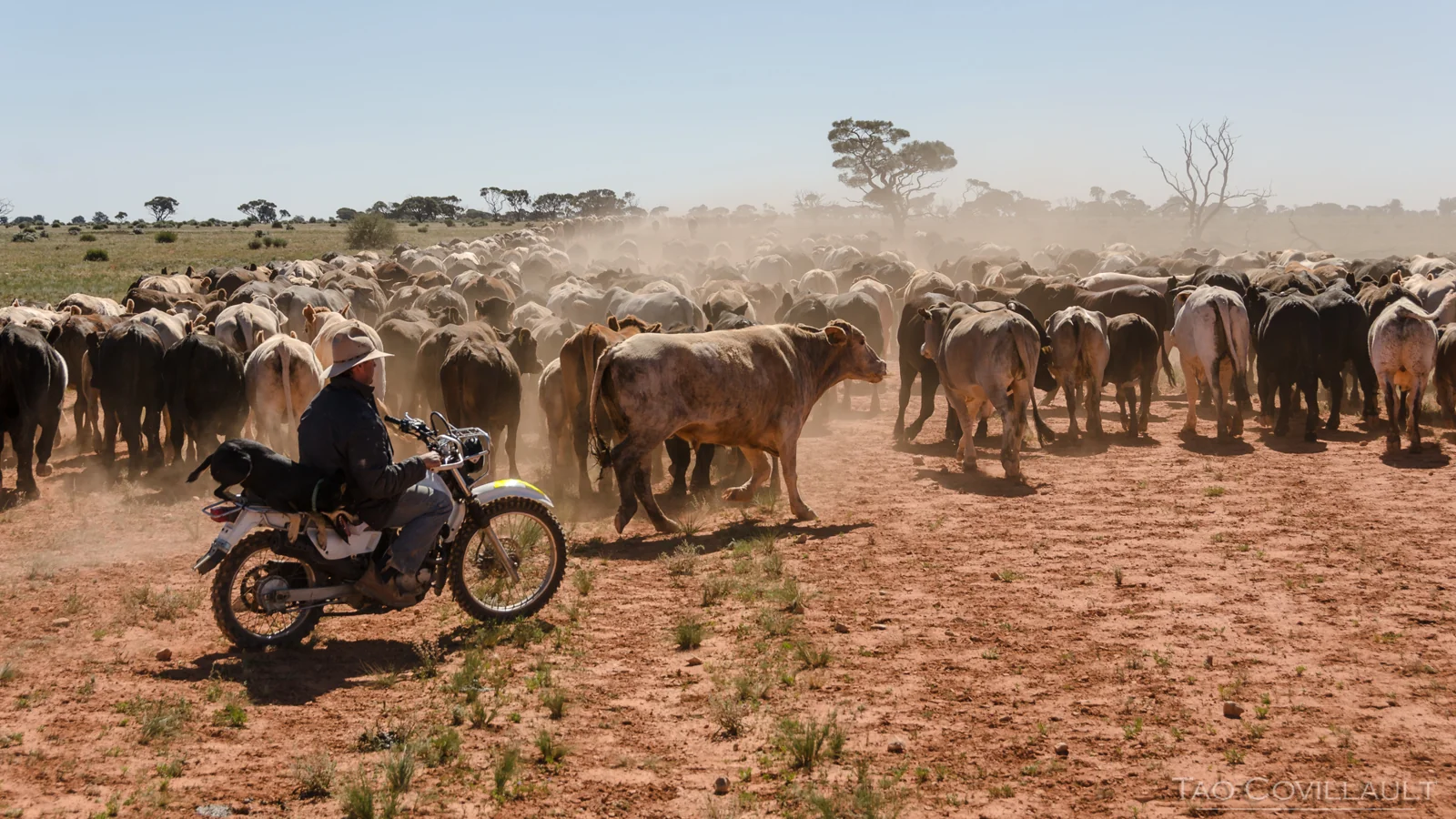Stockworker on a dirt bike crossing in front of cattle.