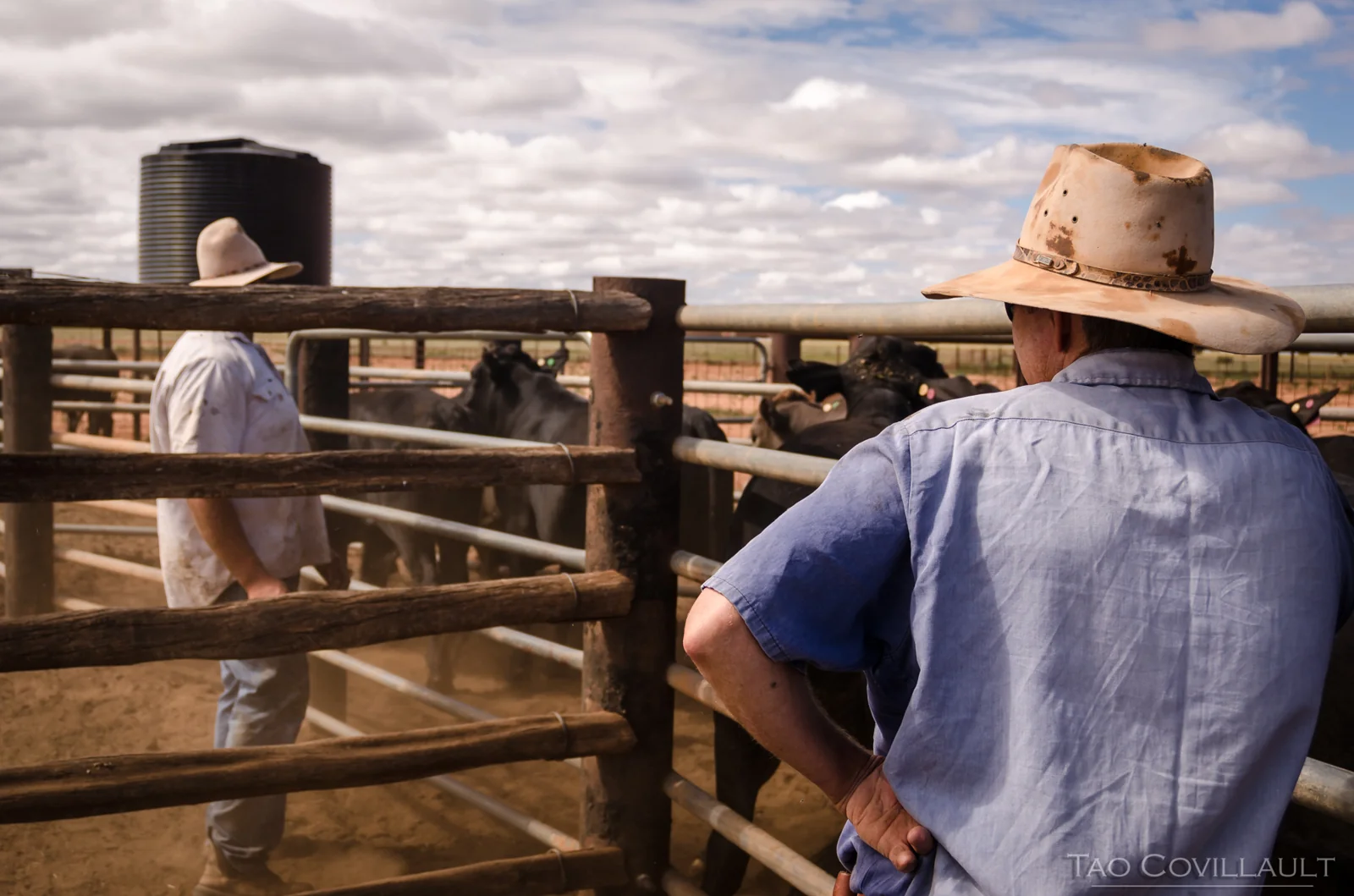 Stockmen watching cattle from beside a fenced race.