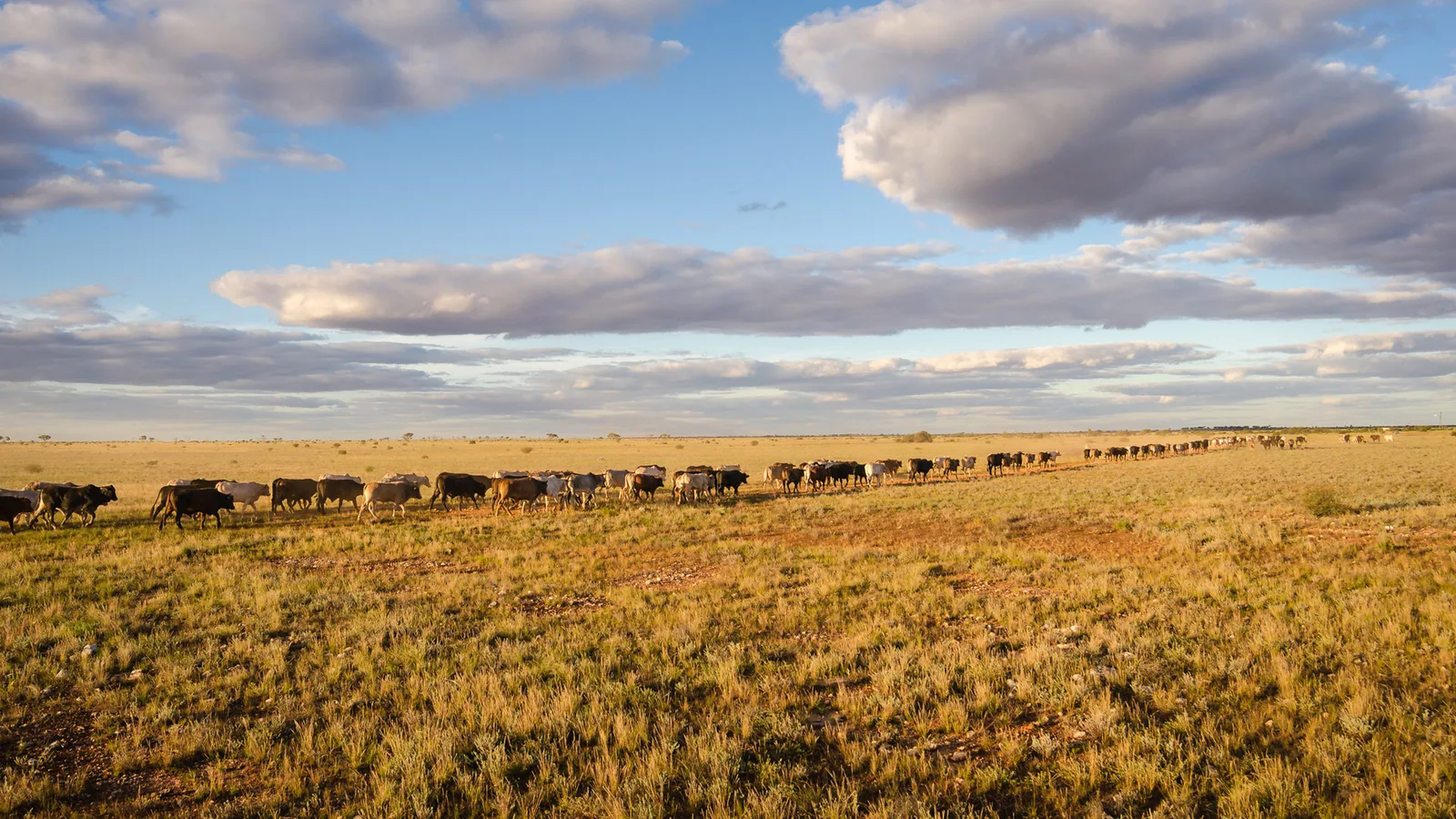 Distant cattle crossing golden grass beneath a broad clouded sky.