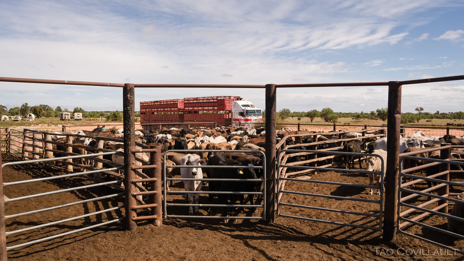Overview of the steel rails and gates of a cattle yard.