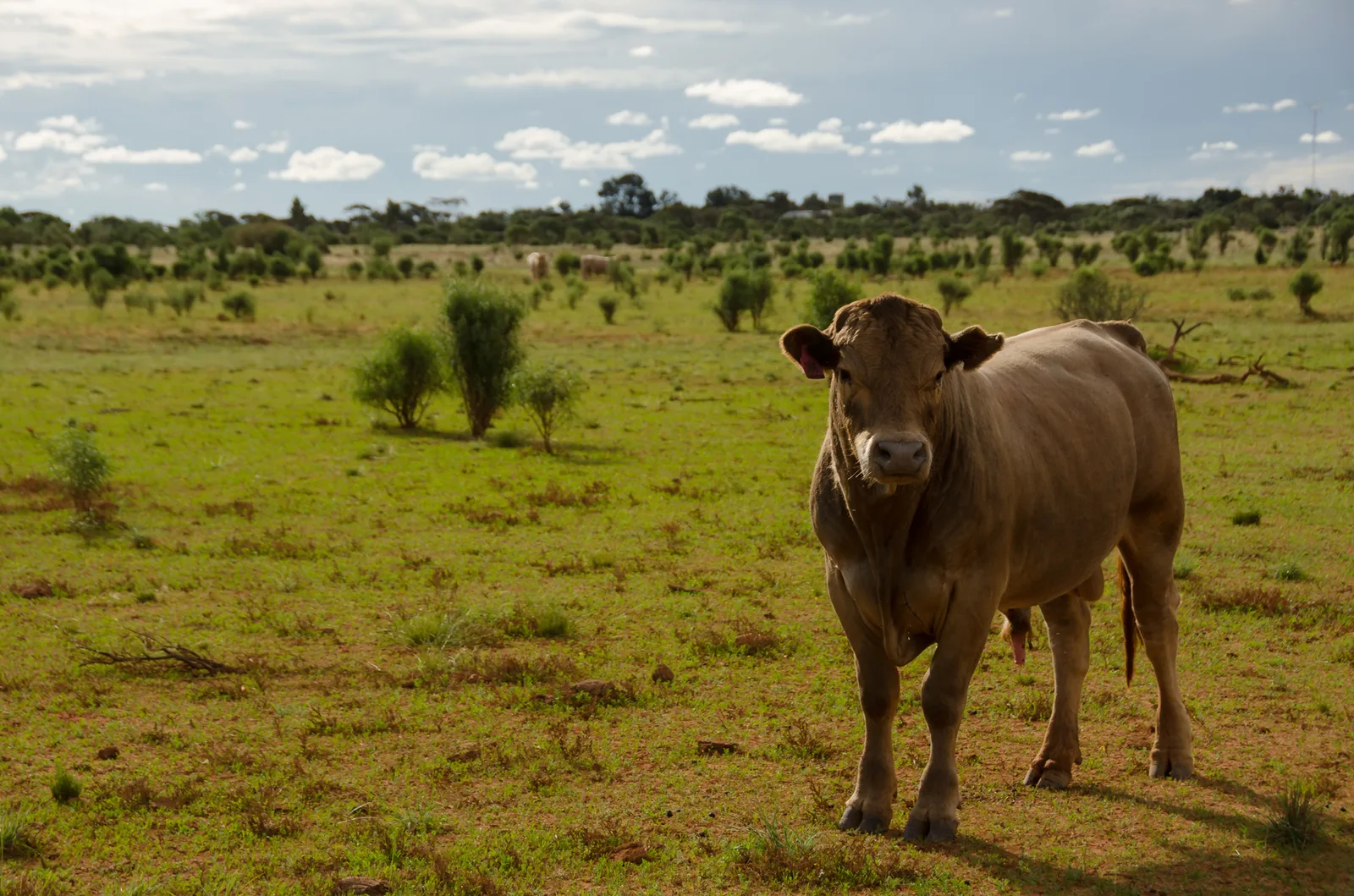 Cow facing the camera in a green paddock.