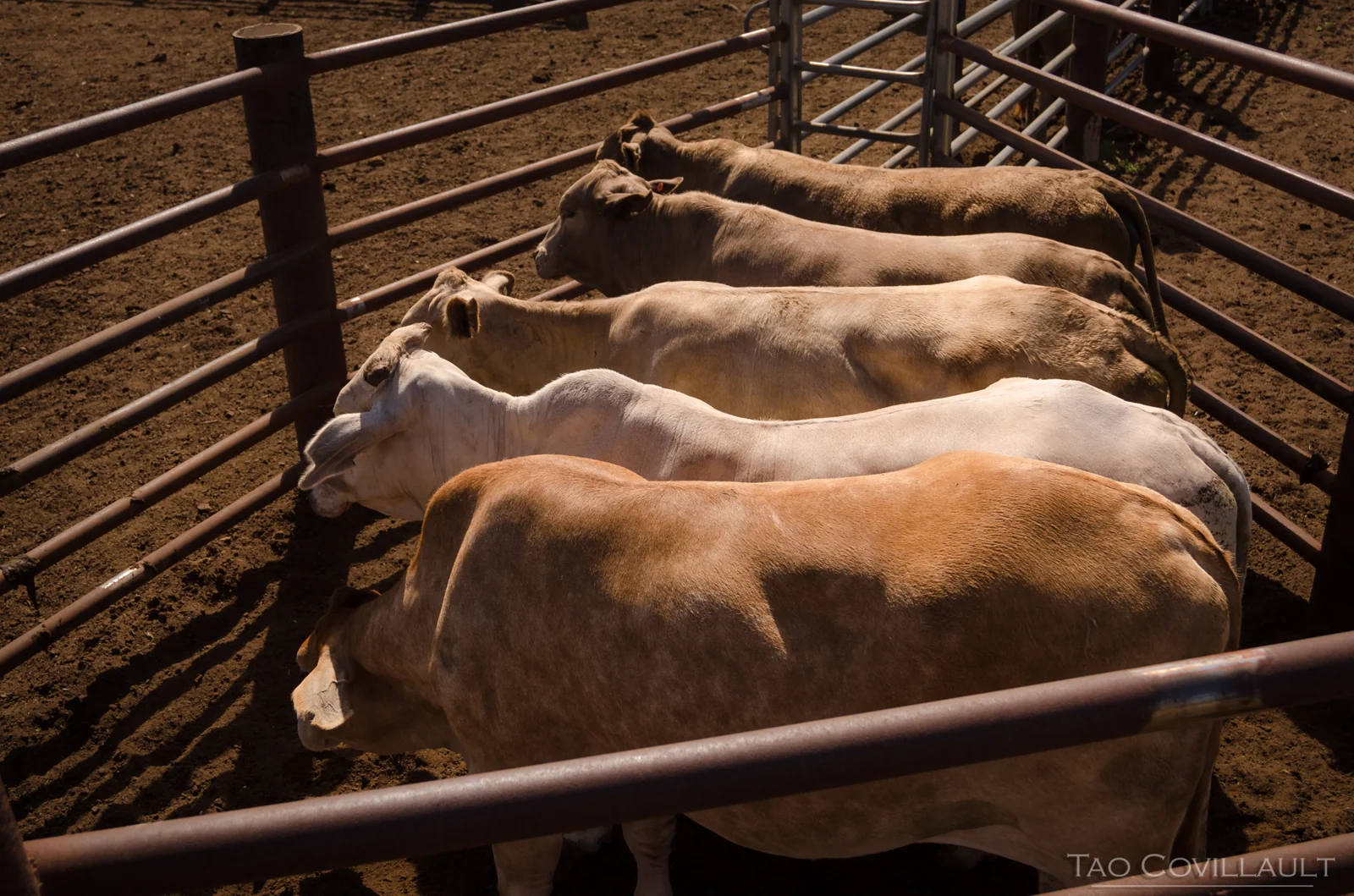 Cattle standing shoulder to shoulder in a narrow pen.
