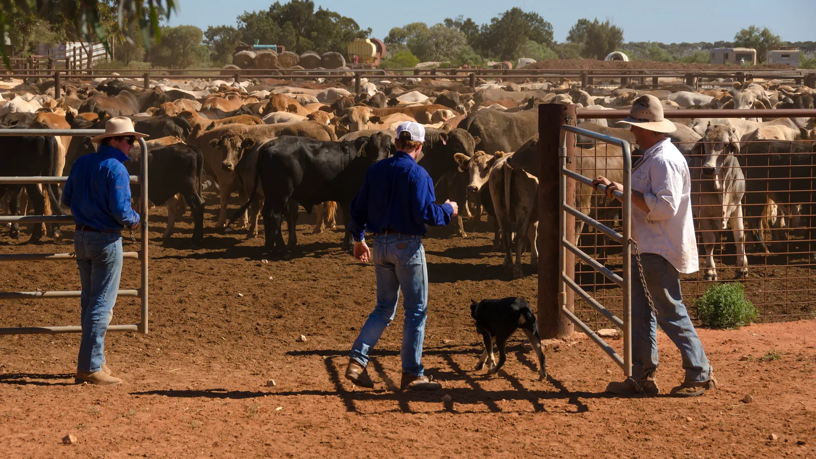 Stockworkers and a dog beside a cattle-yard gate.