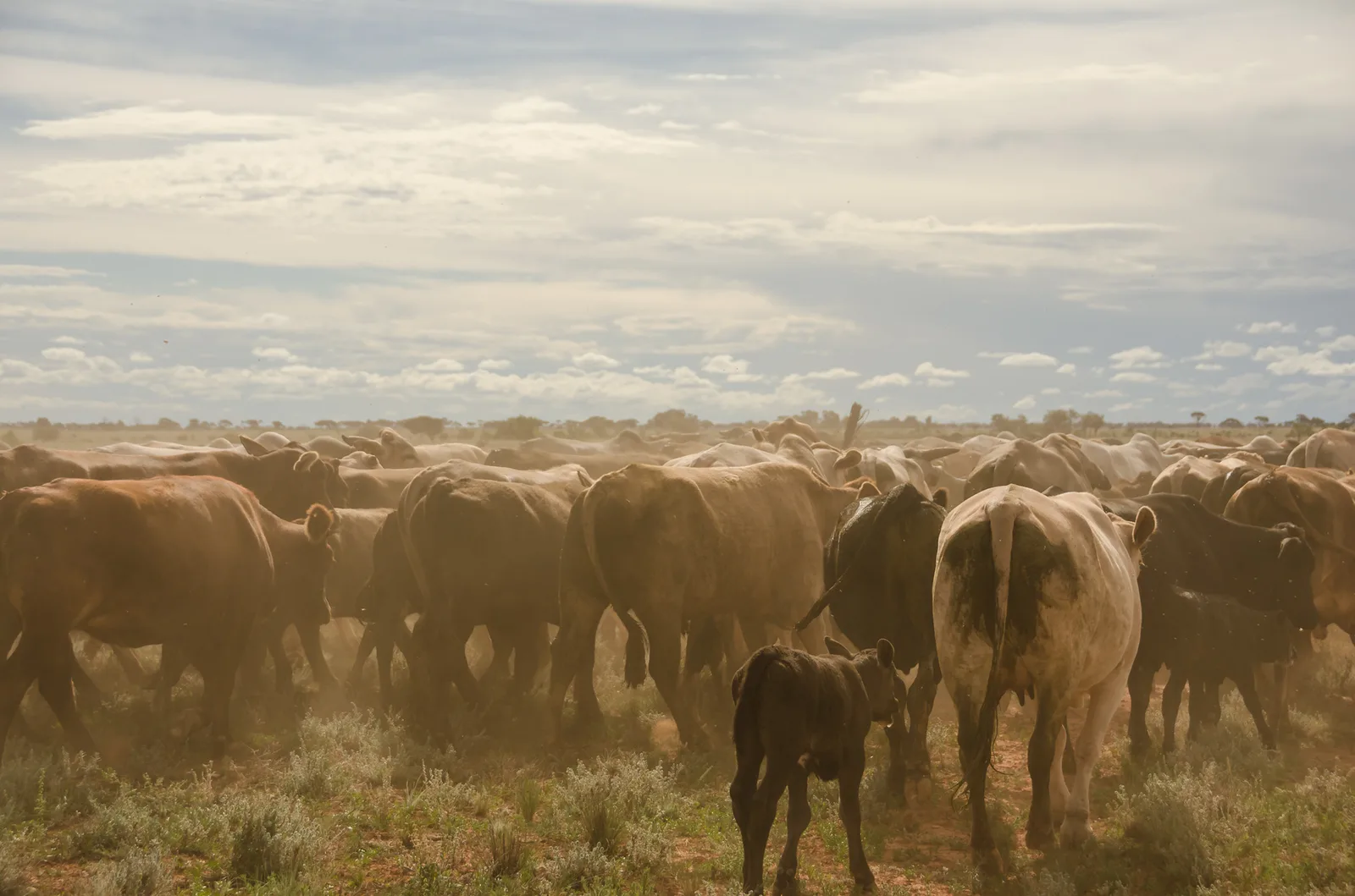 Cattle and a calf gathered in a cloud of evening dust.