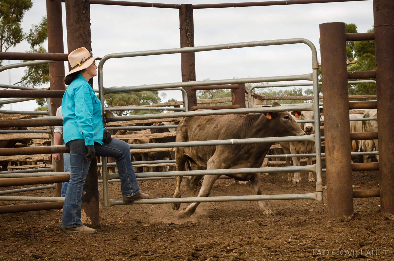 Stockwoman in a turquoise shirt opening a cattle gate.